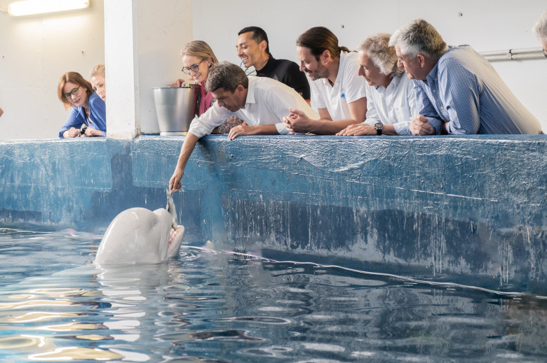 balene beluga