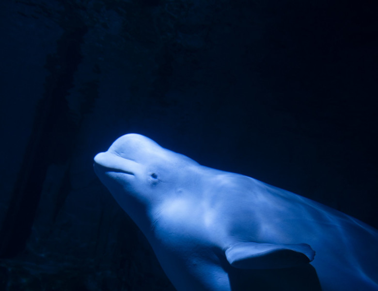 balene beluga