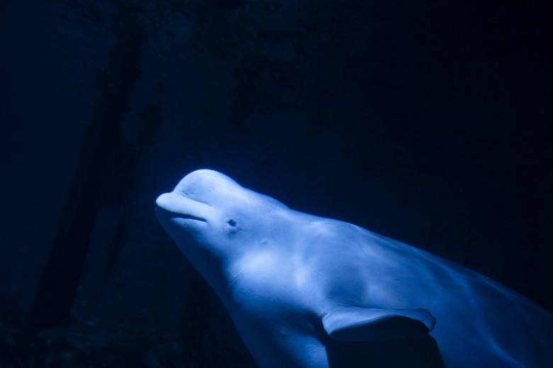 balene beluga