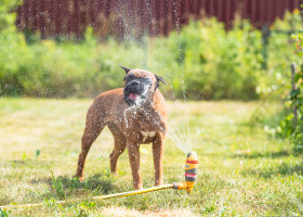 De ce nu ar trebui niciodată să stropești cu apă un câine pe caniculă/ Shutterstock