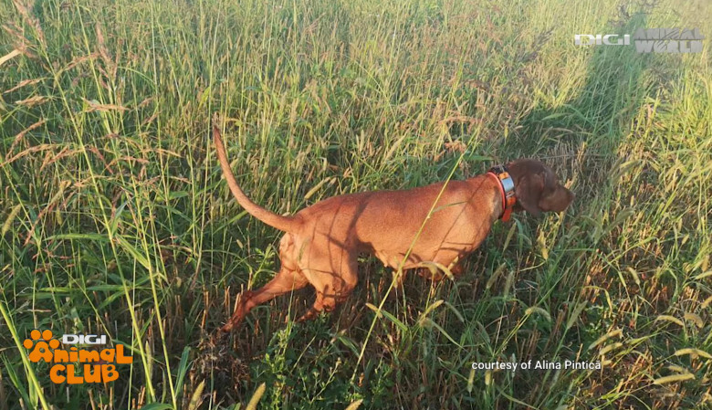 DAC VIZSLA 19