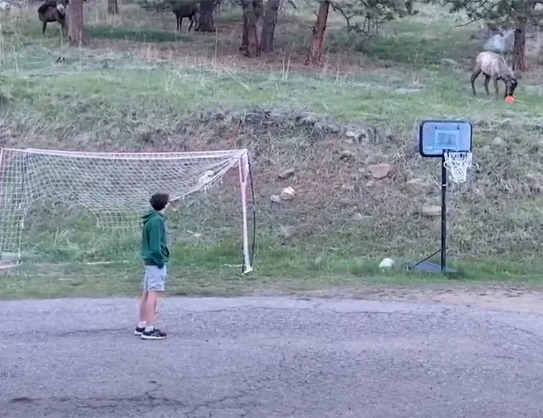 Momentul când un elan sălbatic se alătură unor tineri la un meci de fotbal în curte/ Foto: Captură video Facebook