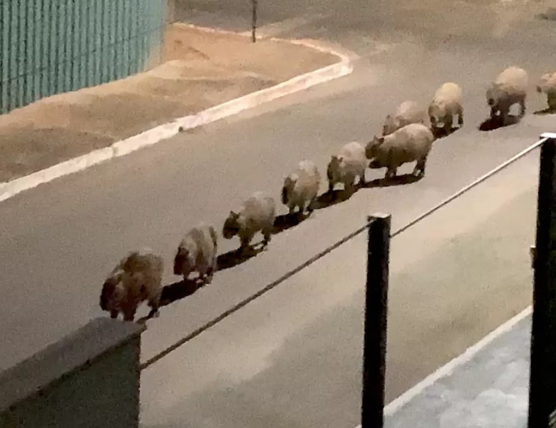 Momentul când o femeie surprinde 10 Capibara trecând prin fața ferestrei sale/ Foto: Captură video TikTok