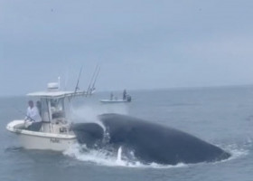 O balenă a țâșnit din apă direct peste o barcă de mici dimensiuni. / Foto: Profimedia