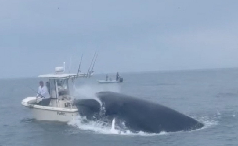 O balenă a țâșnit din apă direct peste o barcă de mici dimensiuni. / Foto: Profimedia