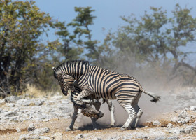 Momentul inedit când două zebre se bat pentru a avea acces la apă/ Profimedia