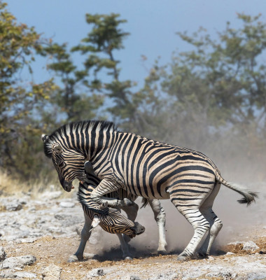 Momentul inedit când două zebre se bat pentru a avea acces la apă/ Profimedia