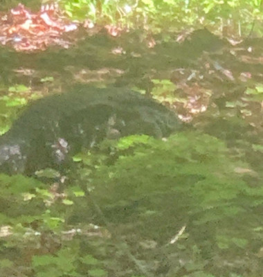 Alertă în Washington după ce s-a speculat că un aligator umblă liber/ Foto: Twitter