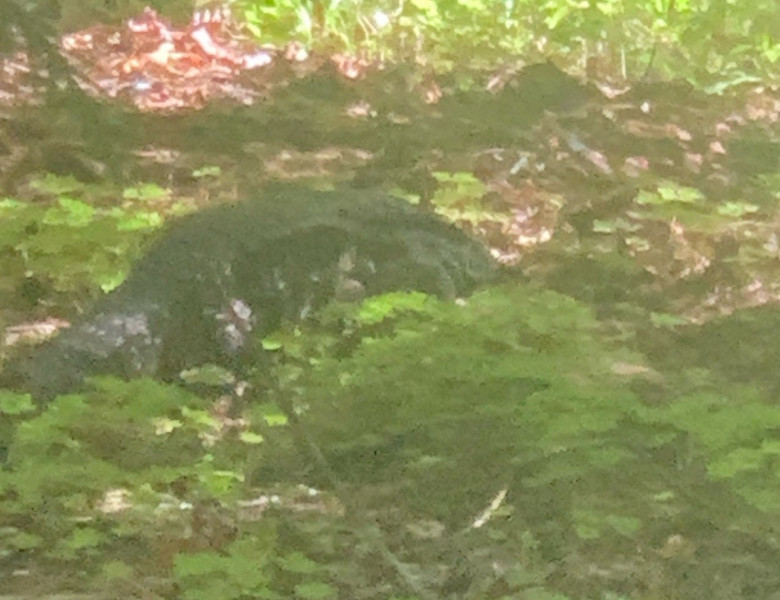 Alertă în Washington după ce s-a speculat că un aligator umblă liber/ Foto: Twitter