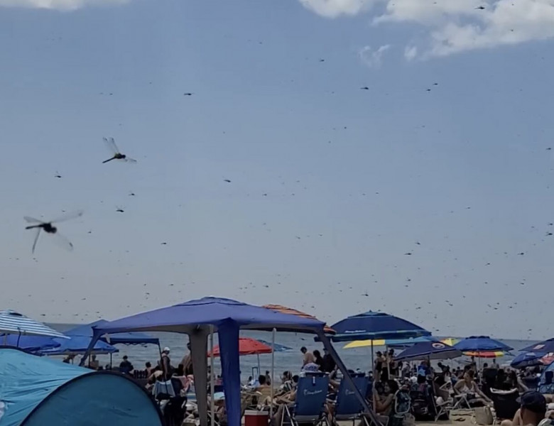 O plajă din Rhode Island, invadată de libelule/ Foto: Captură video Facebook