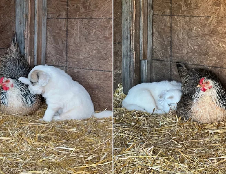 O găină a devenit „mamă” pentru 10 cățeluși, după ce și-a pierdut toate ouăle/ Foto: TikTok