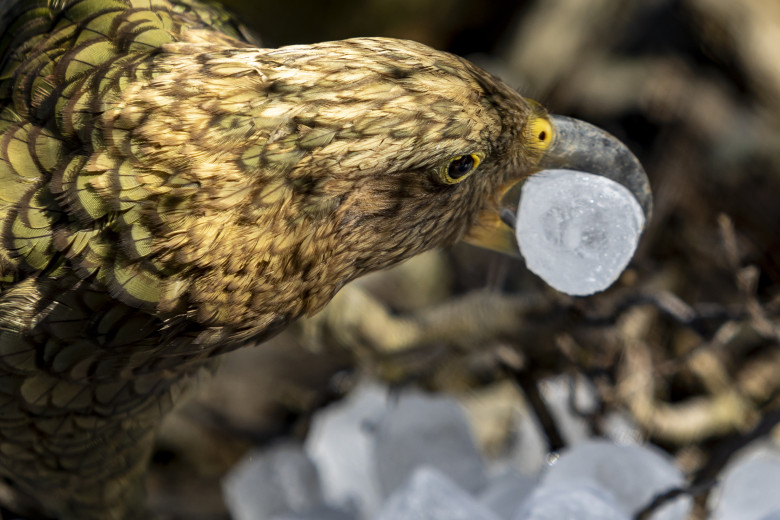 Gestul impresionant făcut de Grădina Zoologică din Praga/ Profimedia