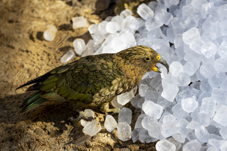 Gestul impresionant făcut de Grădina Zoologică din Praga/ Profimedia