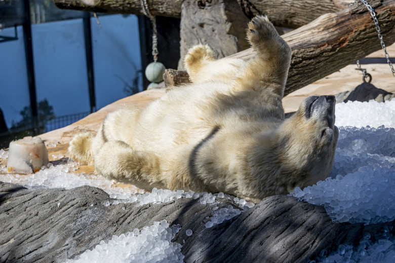 Gestul impresionant făcut de Grădina Zoologică din Praga/ Profimedia