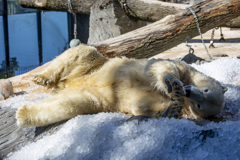 Gestul impresionant făcut de Grădina Zoologică din Praga/ Profimedia