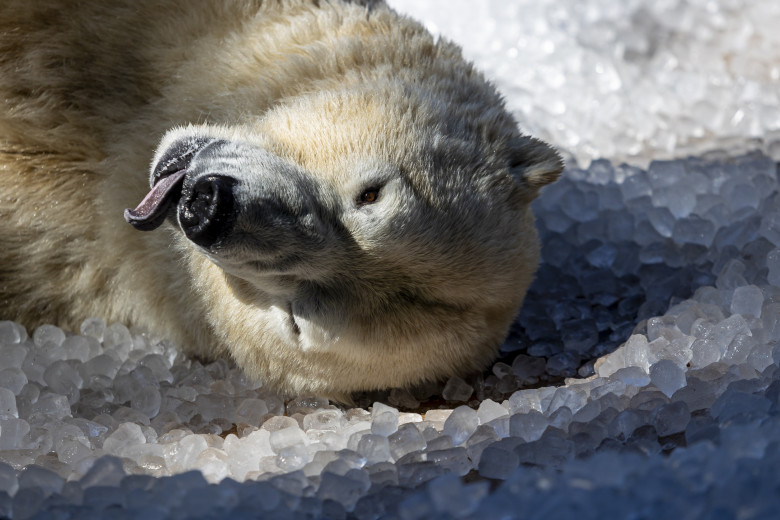 Gestul impresionant făcut de Grădina Zoologică din Praga/ Profimedia