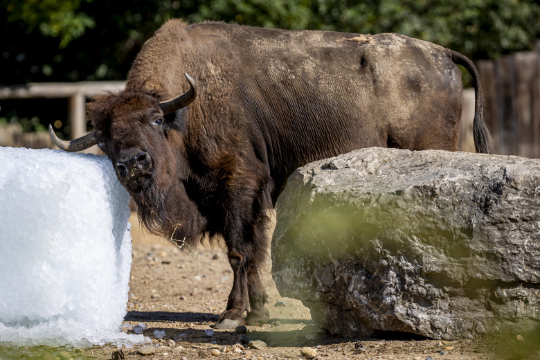 Gestul impresionant făcut de Grădina Zoologică din Praga/ Profimedia