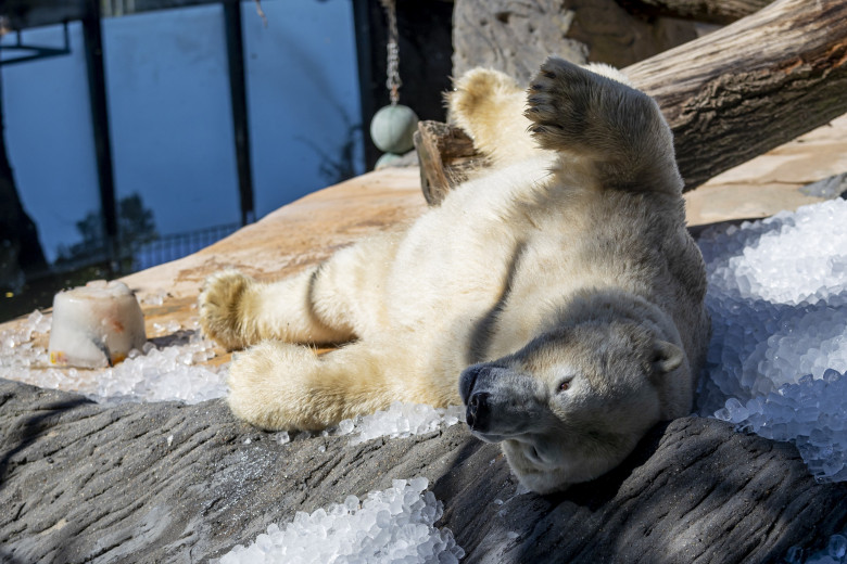 Gestul impresionant făcut de Grădina Zoologică din Praga/ Profimedia