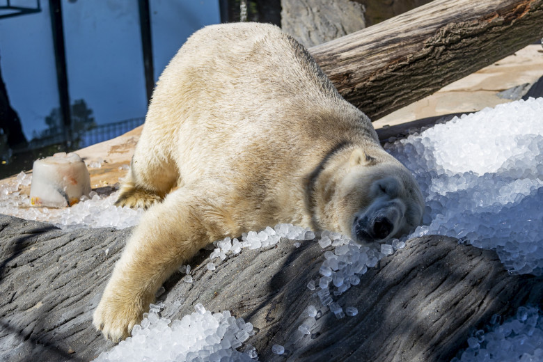 Gestul impresionant făcut de Grădina Zoologică din Praga/ Profimedia