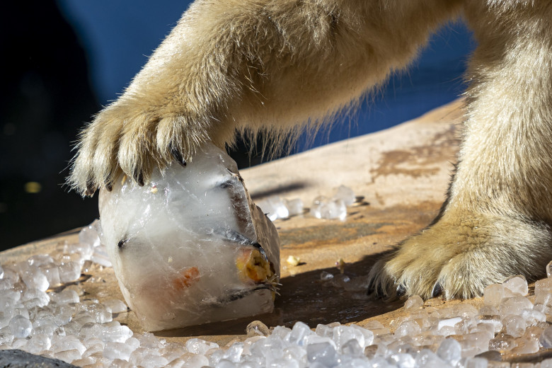 Gestul impresionant făcut de Grădina Zoologică din Praga/ Profimedia