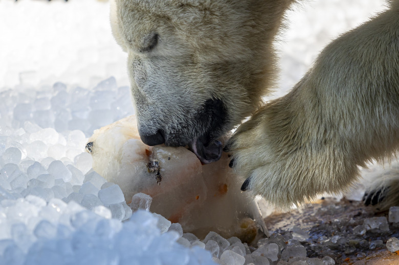 Gestul impresionant făcut de Grădina Zoologică din Praga/ Profimedia