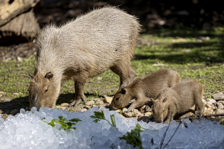 Gestul impresionant făcut de Grădina Zoologică din Praga/ Profimedia