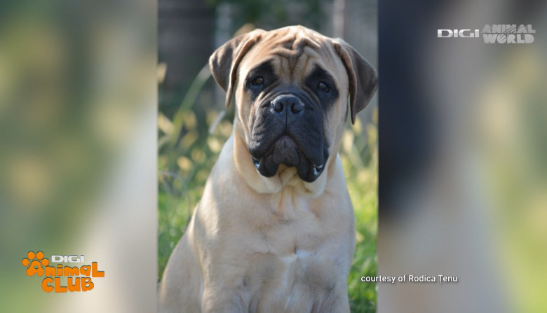 DAC BULLMASTIFF 3