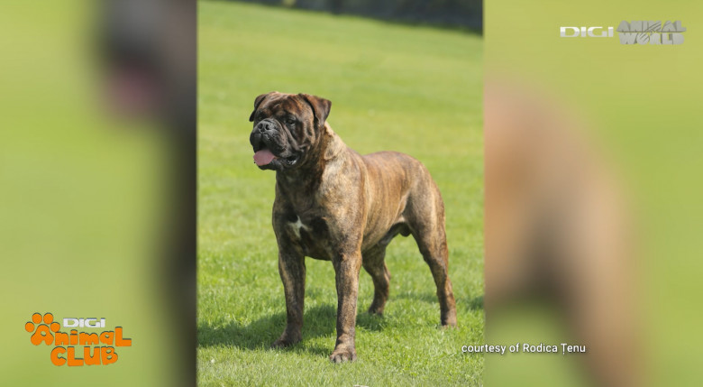 DAC BULLMASTIFF 4