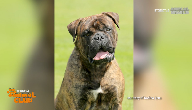 DAC BULLMASTIFF 13