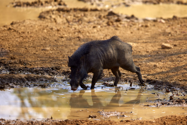 Momentul când un tigru atacă un porc mistreț în India, surprins de un fotograf/ Profimedia