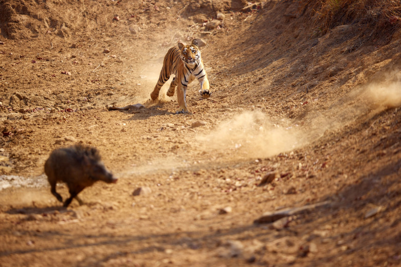 Momentul când un tigru atacă un porc mistreț în India, surprins de un fotograf/ Profimedia