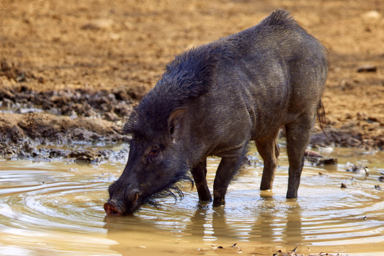 Momentul când un tigru atacă un porc mistreț în India, surprins de un fotograf/ Profimedia