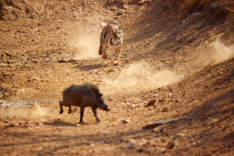 Momentul când un tigru atacă un porc mistreț în India, surprins de un fotograf/ Profimedia