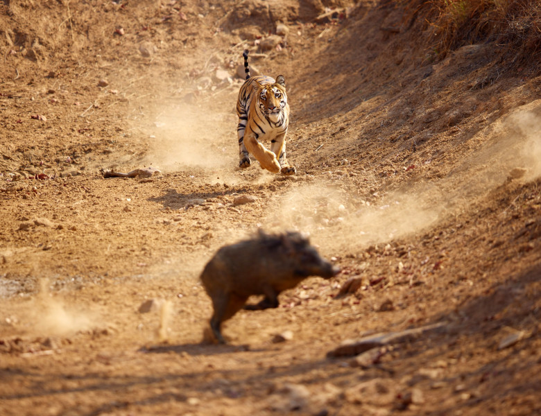 Momentul când un tigru atacă un porc mistreț în India, surprins de un fotograf/ Profimedia