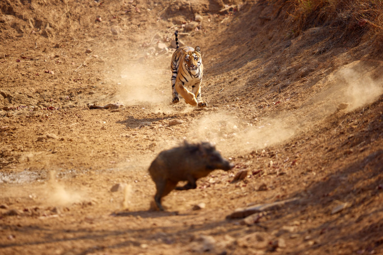 Momentul când un tigru atacă un porc mistreț în India, surprins de un fotograf/ Profimedia