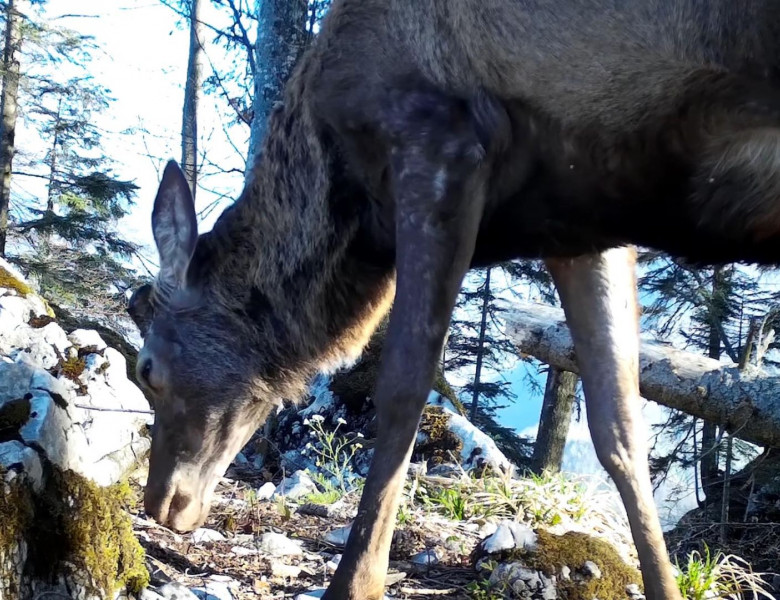 Un cerb a fost surprins în Parcul Natural Apuseni/ Foto: Captură video Facebook