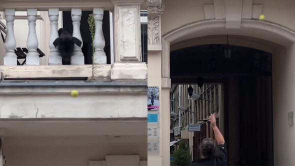 Gestul făcut de un câine după ce a fost lăsat singur acasă. A ieșit pe balcon și le-a făcut o surpriză trecătorilor