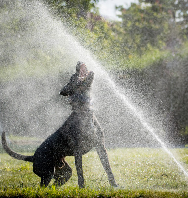 Intoxicația cu apă poate fi fatală pentru câini/ Foto: Shutterstock