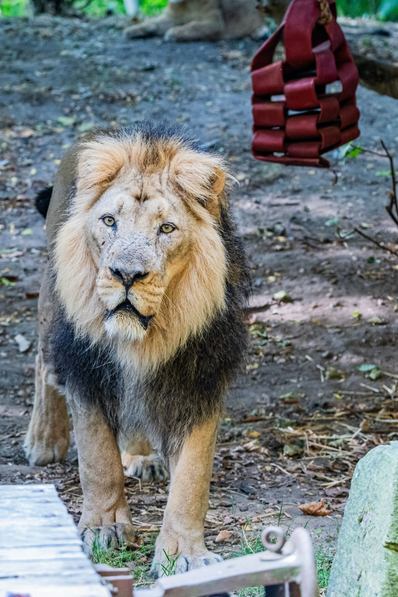 Animalele de la Gradina Zoologică din Londra sunt cântărite anual/ Profimedia