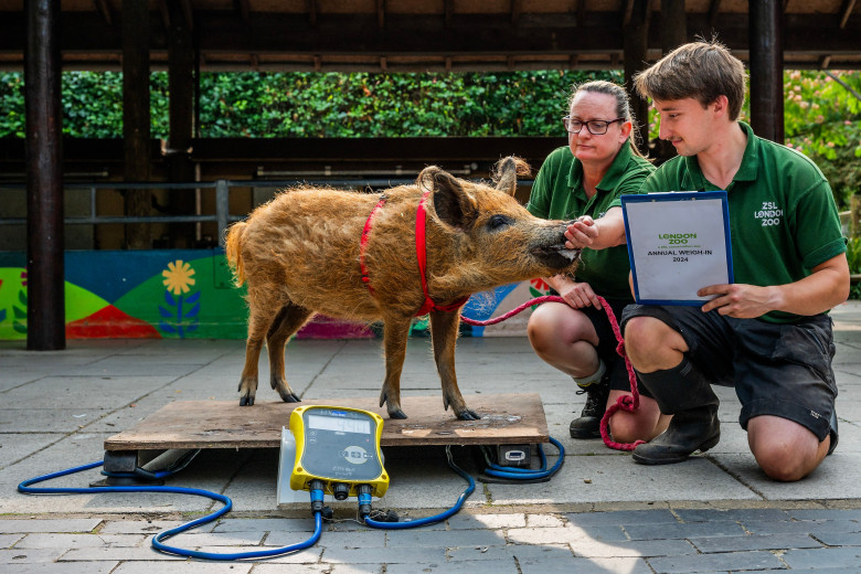 Animalele de la Gradina Zoologică din Londra sunt cântărite anual/ Profimedia