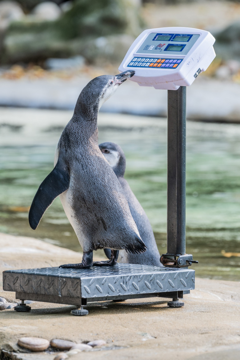 Animalele de la Gradina Zoologică din Londra sunt cântărite anual/ Profimedia