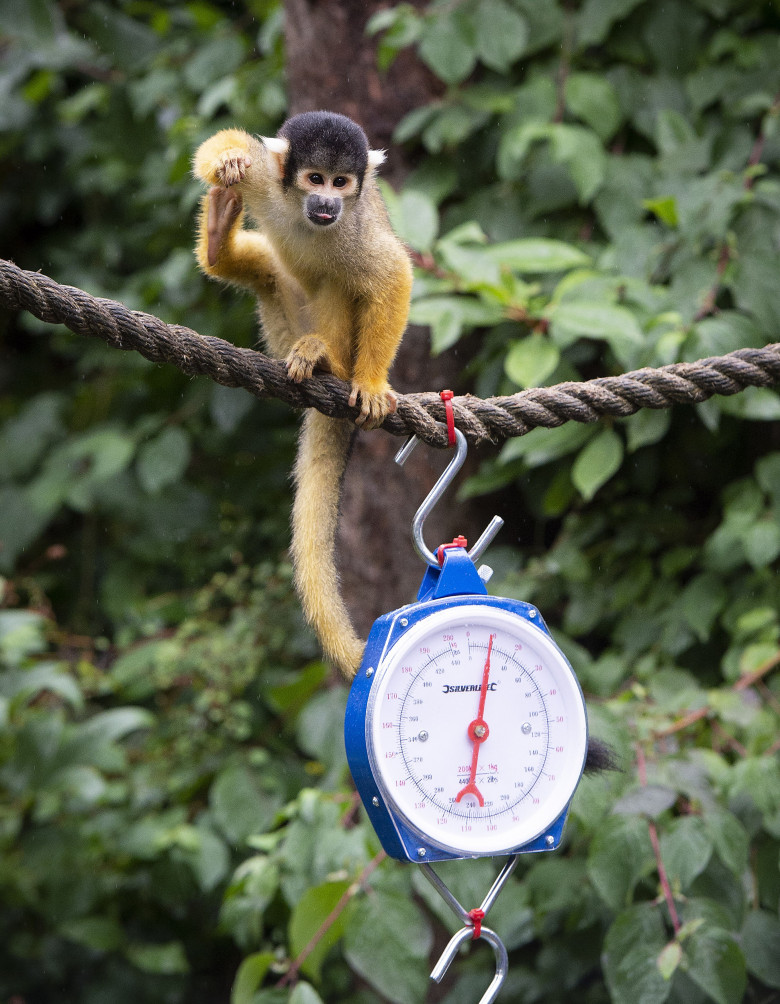 Animalele de la Gradina Zoologică din Londra sunt cântărite anual/ Profimedia