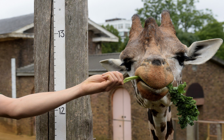 Animalele de la Gradina Zoologică din Londra sunt cântărite anual/ ProfimediaZoo Weigh In