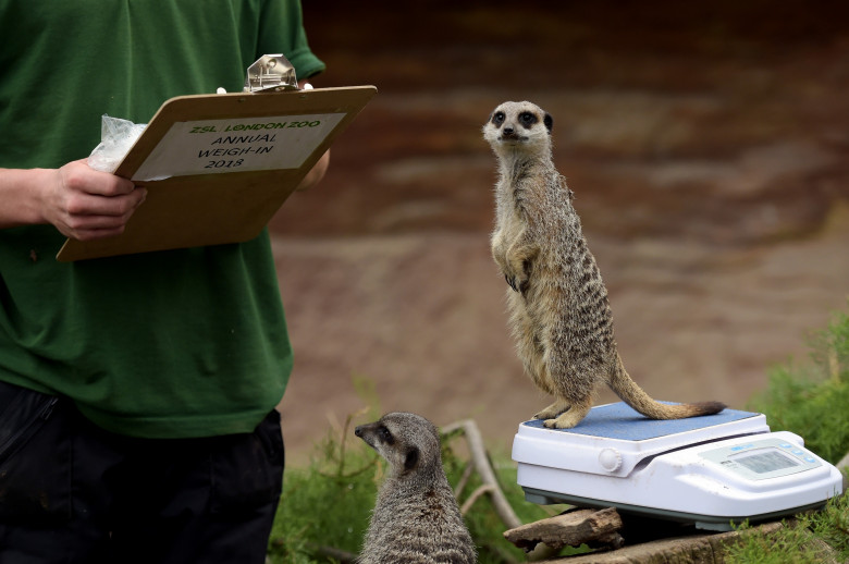 Animalele de la Gradina Zoologică din Londra sunt cântărite anual/ Profimedia