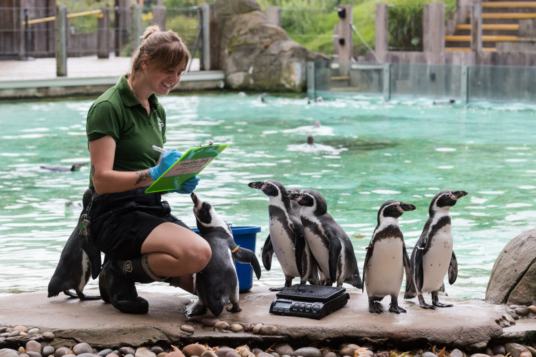 Animalele de la Gradina Zoologică din Londra sunt cântărite anual/ Profimedia