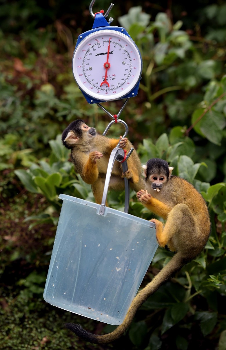 Animalele de la Gradina Zoologică din Londra sunt cântărite anual/ Profimedia