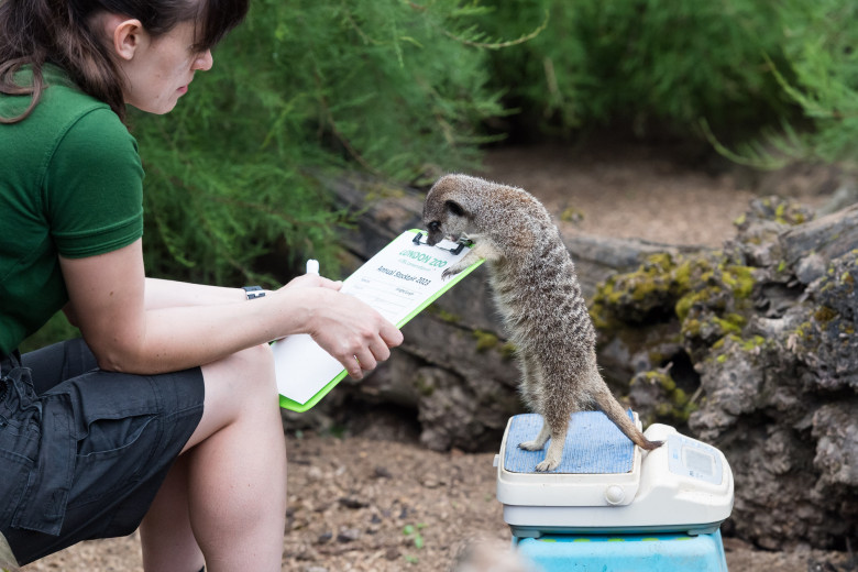 Animalele de la Gradina Zoologică din Londra sunt cântărite anual/ Profimedia