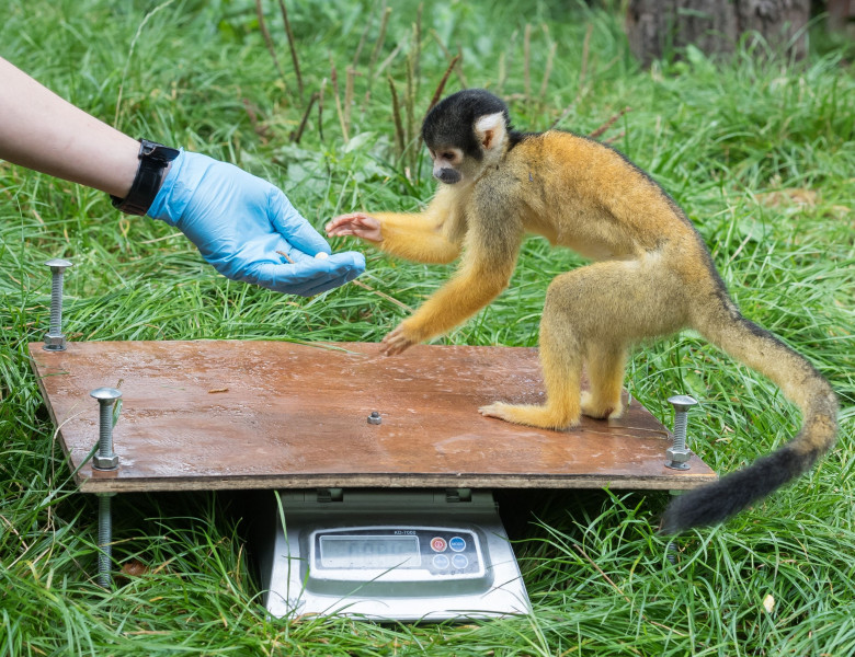 Animalele de la Gradina Zoologică din Londra sunt cântărite anual/ Profimedia