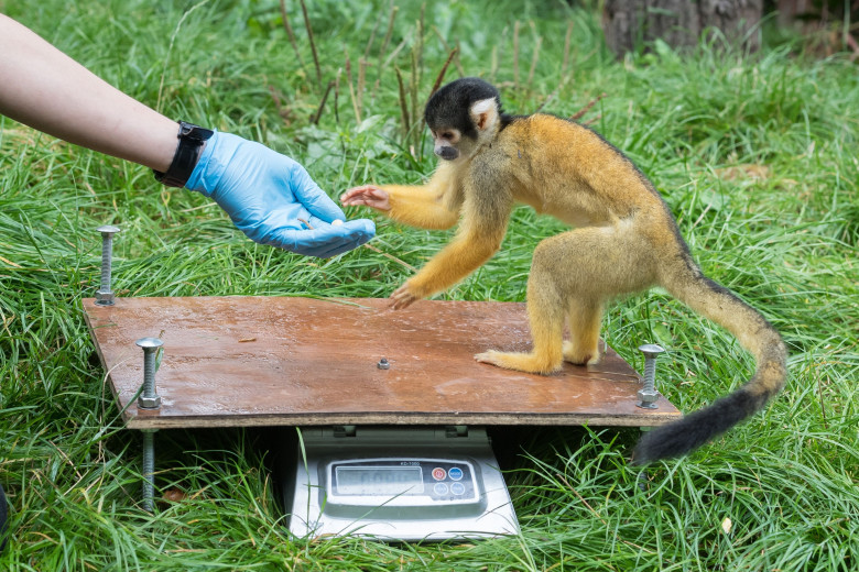 Animalele de la Gradina Zoologică din Londra sunt cântărite anual/ Profimedia