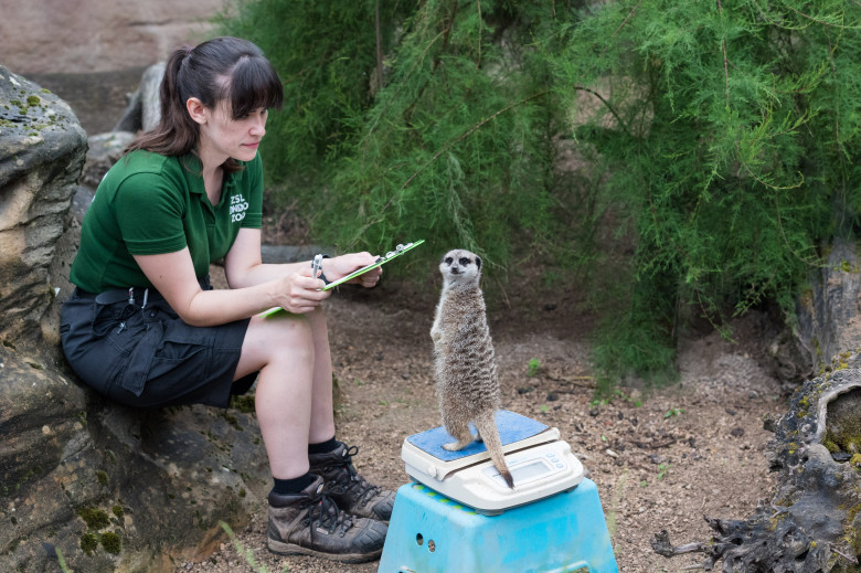 Animalele de la Gradina Zoologică din Londra sunt cântărite anual/ Profimedia